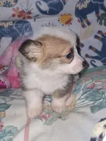 Claire, a female Pembroke Welsh Corgi for sale in Windsor, NY – Photo 4 of 9