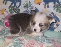 Claire, a female Pembroke Welsh Corgi for sale in Windsor, NY – Photo 3 of 9