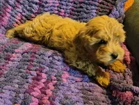 Goldie, a female Cavapoo for sale in Windsor, NY – 6 of 9