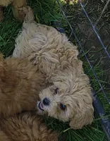 Goldie, a female Cavapoo for sale in Windsor, NY – 4 of 9