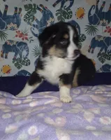 Sadie, a female Miniature Australian Shepherd for sale in Windsor, NY – Photo 1 of 8