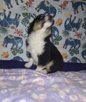 Sadie, a female Miniature Australian Shepherd for sale in Windsor, NY – Photo 8 of 8