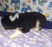 Sadie, a female Miniature Australian Shepherd for sale in Windsor, NY – Photo 7 of 8