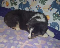 Sadie, a female Miniature Australian Shepherd for sale in Windsor, NY – Photo 6 of 8