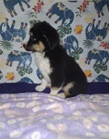 Sadie, a female Miniature Australian Shepherd for sale in Windsor, NY – Photo 3 of 8
