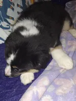 Sadie, a female Miniature Australian Shepherd for sale in Windsor, NY – Photo 2 of 8