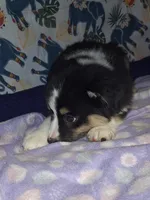 Sadie, a female Miniature Australian Shepherd for sale in Windsor, NY – Photo 4 of 8