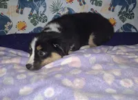 Sadie, a female Miniature Australian Shepherd for sale in Windsor, NY – Photo 5 of 8