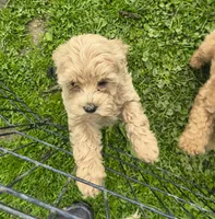 Goldie, a female Cavapoo for sale in Windsor, NY – 8 of 9