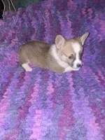 Cookie, a female Pembroke Welsh Corgi for sale in Windsor, NY – Photo 9 of 10
