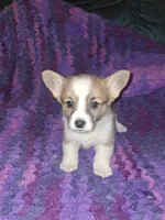 Cookie, a female Pembroke Welsh Corgi for sale in Windsor, NY – Photo 4 of 10