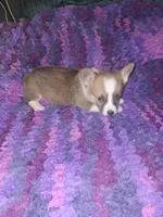 Cookie, a female Pembroke Welsh Corgi for sale in Windsor, NY – Photo 7 of 10