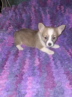 Cookie, a female Pembroke Welsh Corgi for sale in Windsor, NY – Photo 6 of 10