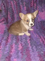 Cookie, a female Pembroke Welsh Corgi for sale in Windsor, NY – Photo 10 of 10