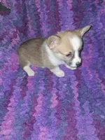 Cookie, a female Pembroke Welsh Corgi for sale in Windsor, NY – Photo 8 of 10