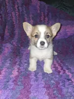 Cookie, a female Pembroke Welsh Corgi for sale in Windsor, NY – Photo 1 of 10