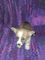 Cookie, a female Pembroke Welsh Corgi for sale in Windsor, NY – Photo 3 of 10