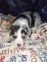 Cisco, a male Miniature Australian Shepherd for sale in Windsor, NY – Photo 5 of 10