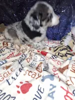 Cisco, a male Miniature Australian Shepherd for sale in Windsor, NY – Photo 9 of 10