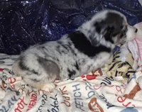 Cisco, a male Miniature Australian Shepherd for sale in Windsor, NY – Photo 4 of 10