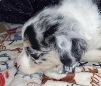 Cisco, a male Miniature Australian Shepherd for sale in Windsor, NY – Photo 1 of 10