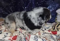 Cisco, a male Miniature Australian Shepherd for sale in Windsor, NY – Photo 10 of 10