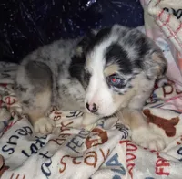 Cisco, a male Miniature Australian Shepherd for sale in Windsor, NY – Photo 6 of 10