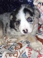 Cisco, a male Miniature Australian Shepherd for sale in Windsor, NY – Photo 3 of 10