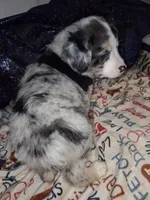 Cisco, a male Miniature Australian Shepherd for sale in Windsor, NY – Photo 2 of 10