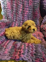 Goldie, a female Cavapoo for sale in Windsor, NY – 9 of 9
