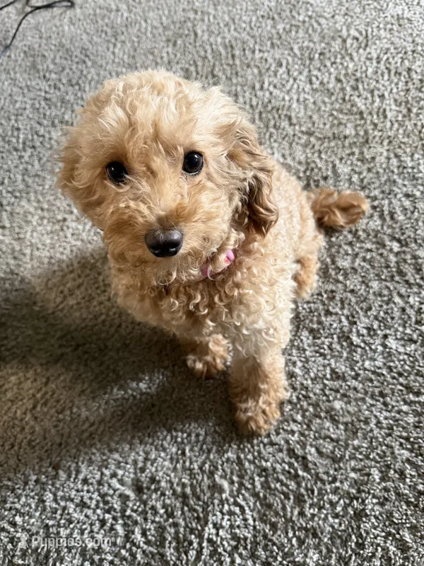 Moo – Maltipoo puppy for sale in Ontario, CA