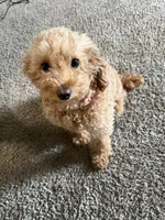 Moo, a female Maltipoo for sale in Ontario, CA – 1 of 7