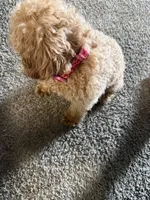 Moo, a female Maltipoo for sale in Ontario, CA – 7 of 7