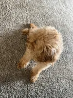 Moo, a female Maltipoo for sale in Ontario, CA – 2 of 7