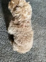 Moo, a female Maltipoo for sale in Ontario, CA – 5 of 7