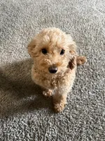Moo, a female Maltipoo for sale in Ontario, CA – 3 of 7