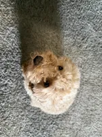 Moo, a female Maltipoo for sale in Ontario, CA – 4 of 7
