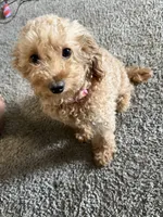 Moo, a female Maltipoo for sale in Ontario, CA – 6 of 7