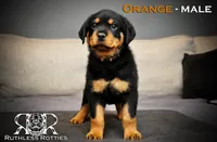 processed/f148e671-8391-41e6-a076-1f0eec3de304/listing/c0507000-fedf-488e-8799-013ad3a2fed6/a0d3cf39-f7d9-40eb-976c-dd618a30937e