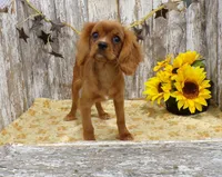 processed/f14b5772-c6ab-41dd-bb59-8e4636f207d3/facility/b4cb1ca3-4deb-4b6f-ac0e-ae7a2417eb78