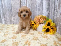 processed/f14b5772-c6ab-41dd-bb59-8e4636f207d3/facility/f42219a6-d68a-43ed-8afd-4fa1a501bdb3