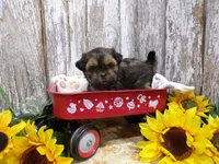 Ruthie, a female Shih Tzu for sale in Stratford, WI – 2 of 6