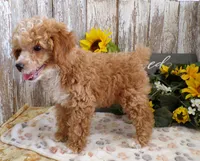 Warren, a male Poodle - Miniature  for sale in Stratford, WI – 4 of 5