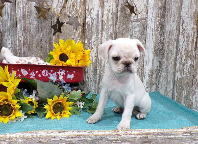 Zane – Pug puppy for sale in Stratford, WI