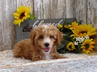 Clara, a female Poodle - Miniature  for sale in Stratford, WI – 4 of 4