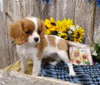 Benjie, a male Cavalier King Charles Spaniel for sale in Stratford, WI – 3 of 5