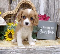 Bruce, a male Cavalier King Charles Spaniel for sale in Stratford, WI – 1 of 6