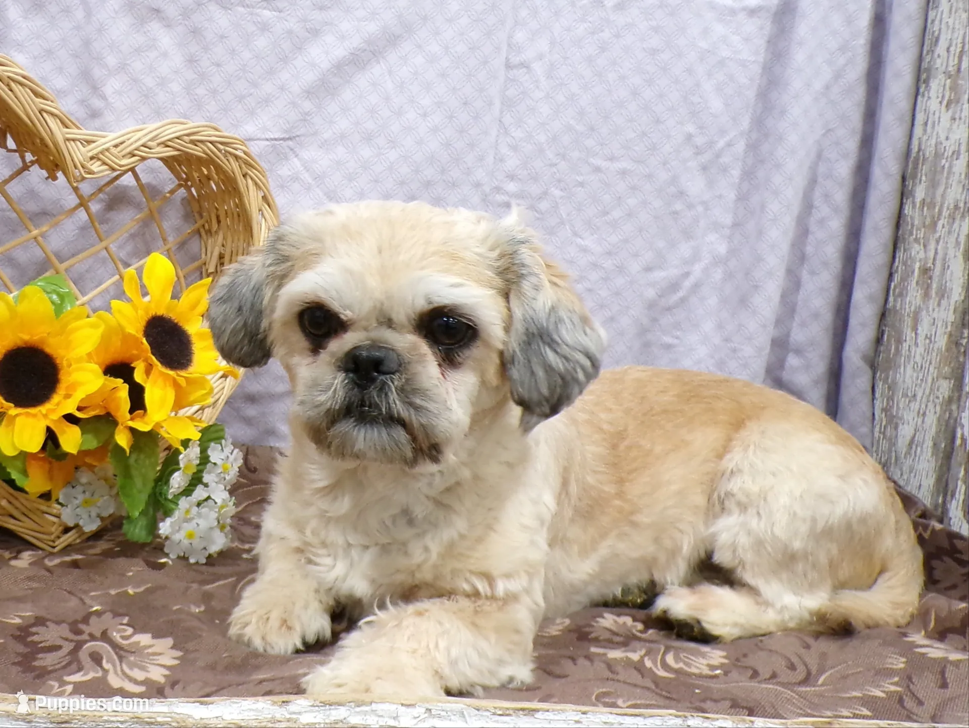 Robert, a male Shih Tzu for sale in Stratford, WI – 5 of 6