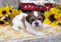 Rodger, a male Shih Tzu for sale in Stratford, WI – 3 of 7