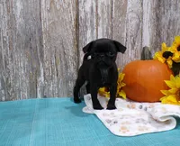 Zeke, a male Pug for sale in Stratford, WI – 1 of 3